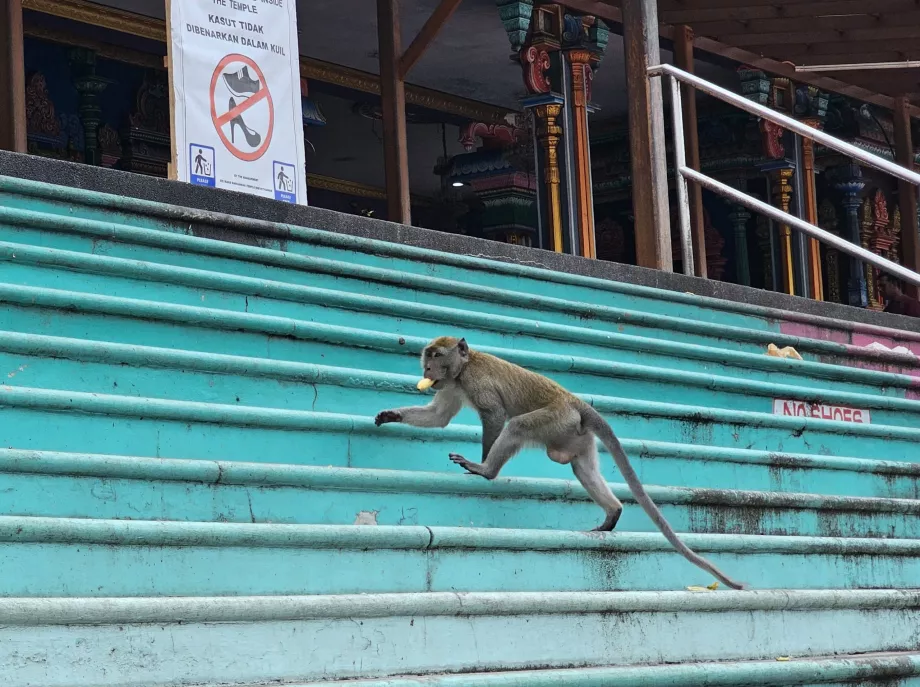 Majmok a Batu-barlangokban