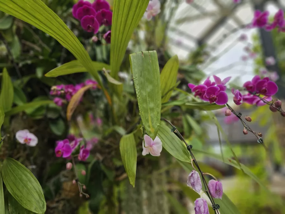 Orchidea kert