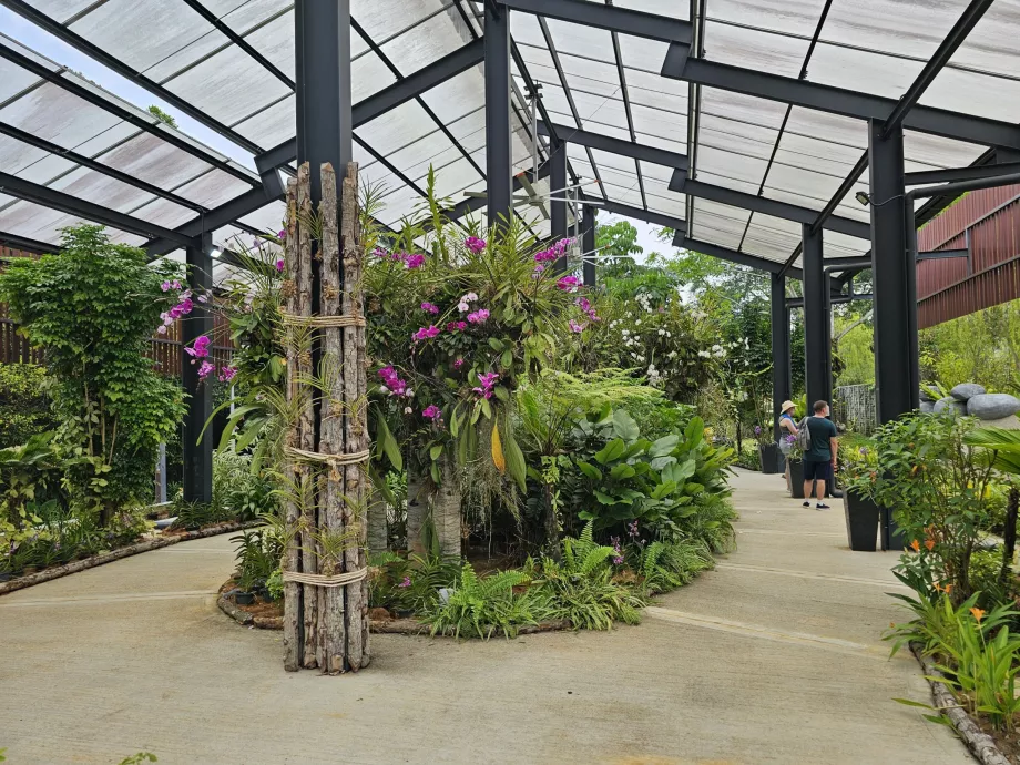 Orchidea kert