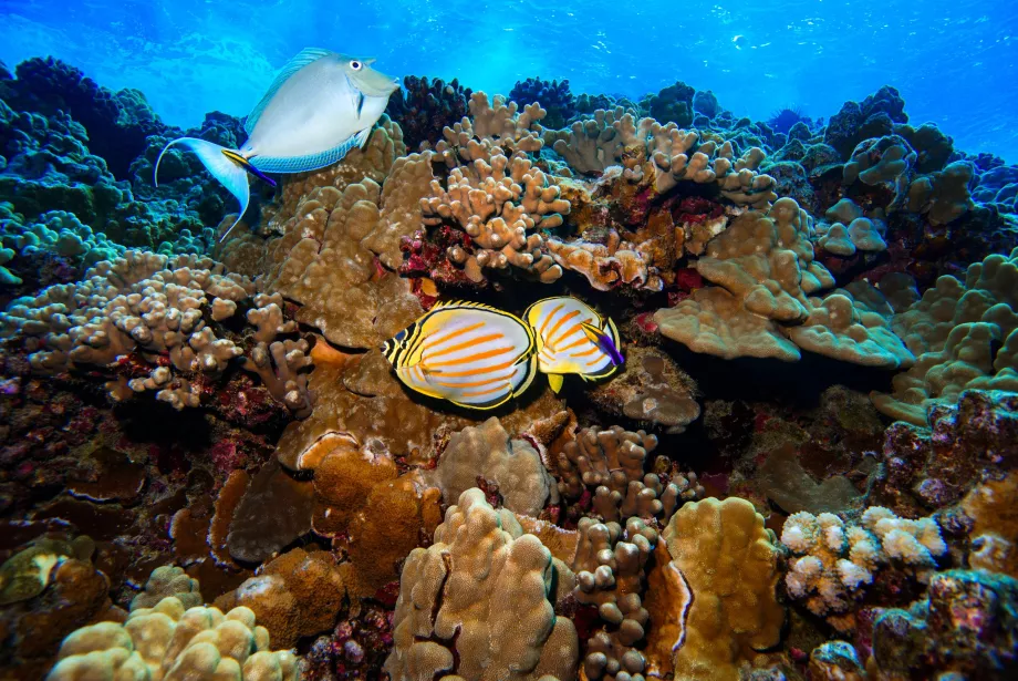 Molokini víz alatti világa