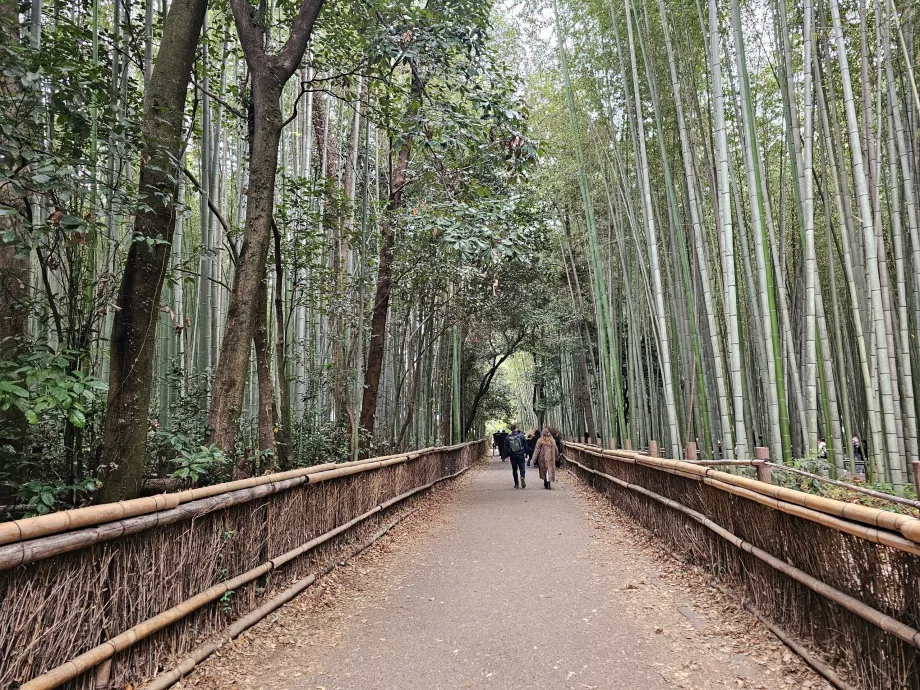 Arashiyama bambusz erdő