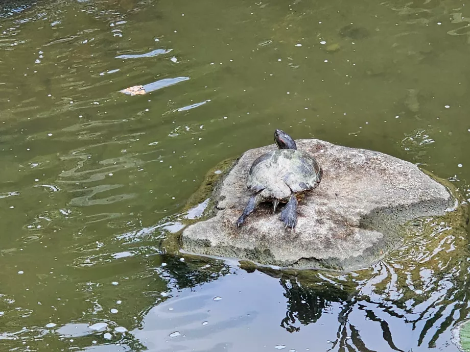 Kertek az öböl mellett