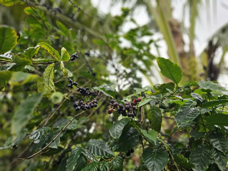 Kávé Plantation vaníliában