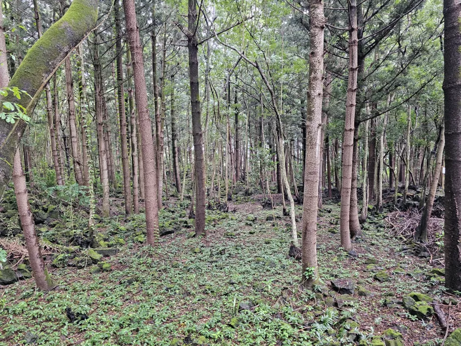 Bras d'Eau Nemzeti Park
