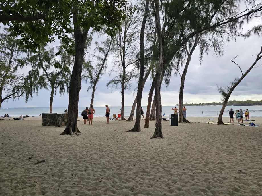 Tamarin strand