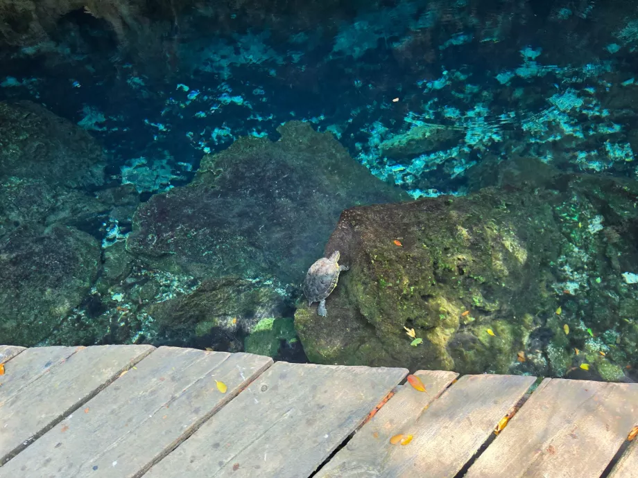 Teknősök a Gran Cenote-ban