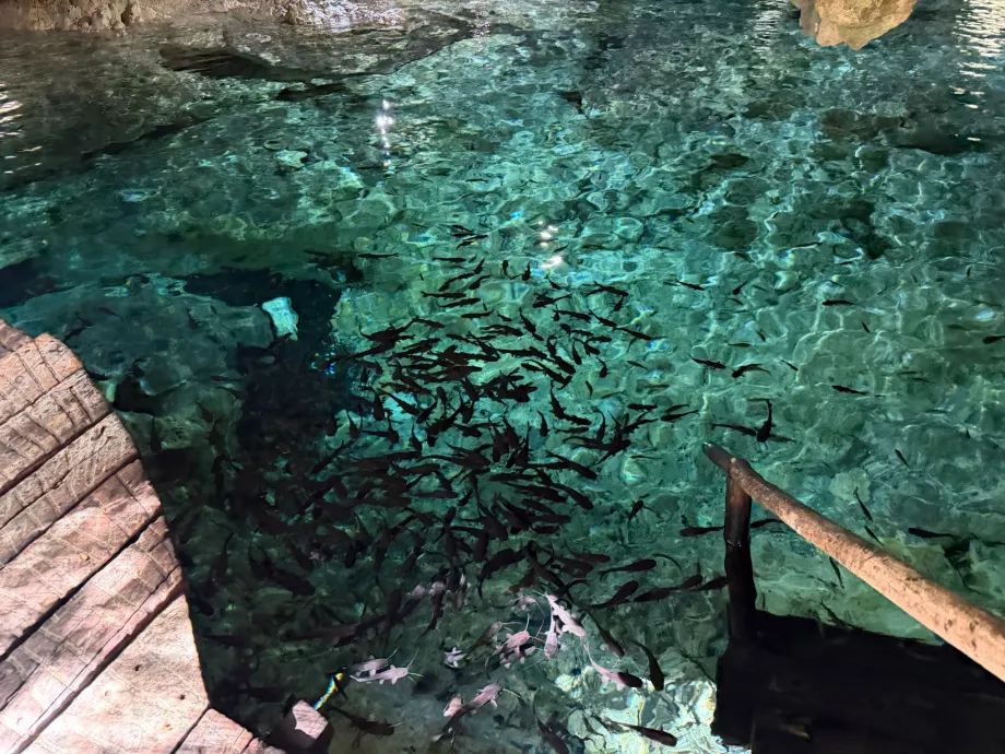 Aktun Chen Cenote