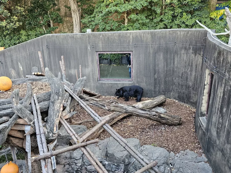 Medve az Ueno állatkertben