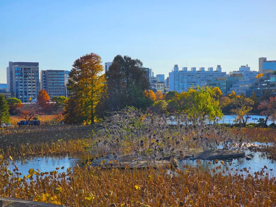 Ueno Park, Shinobazu tó
