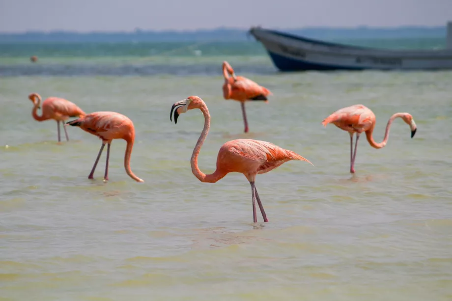 Flamingók Holboxon