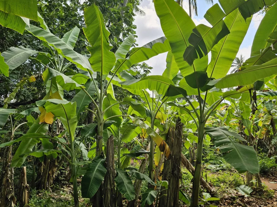 Banánfa