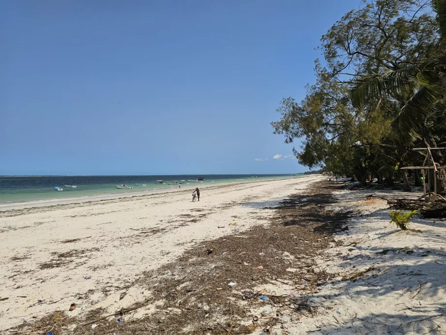 Uroa strand