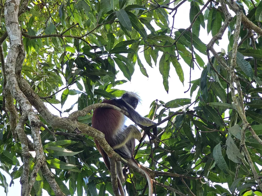 Jozani Forest, majom