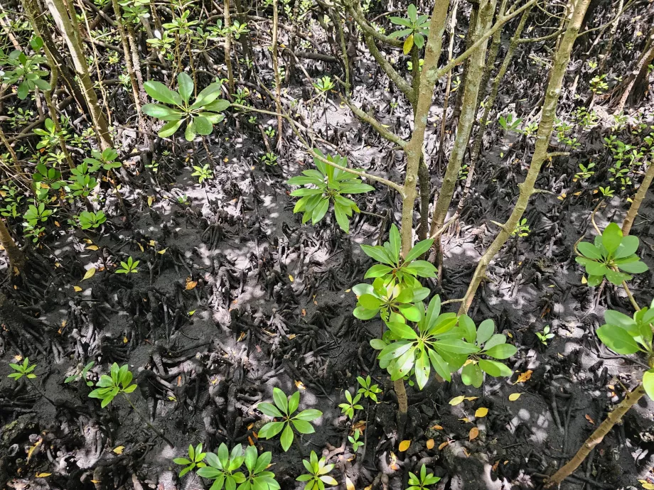Jozani erdő, mangrove