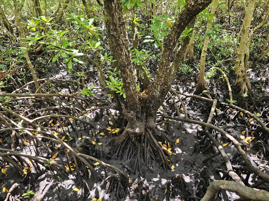 Jozani erdő, mangrove