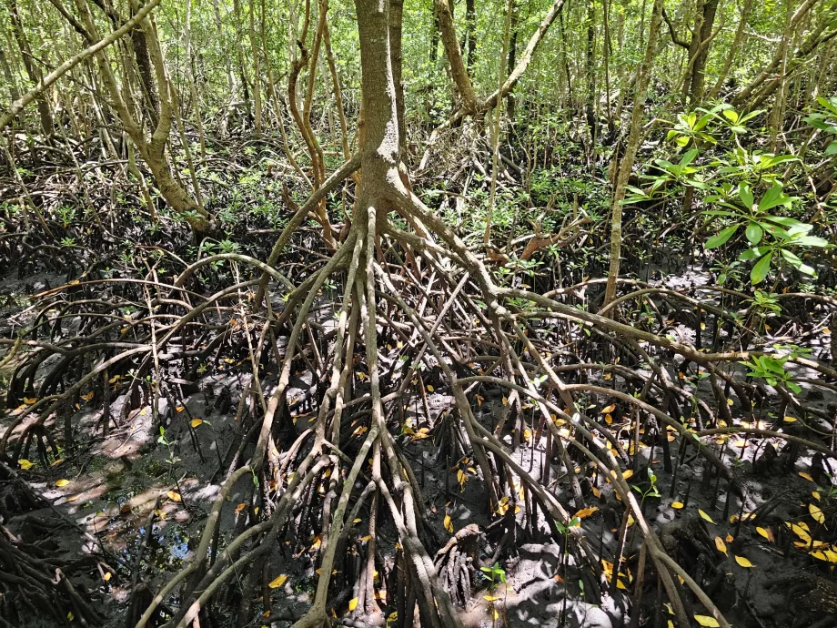 Jozani erdő, mangrove