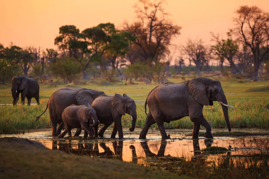 Moremi National Park