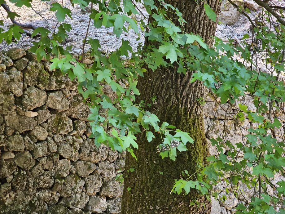 A pillangók völgye