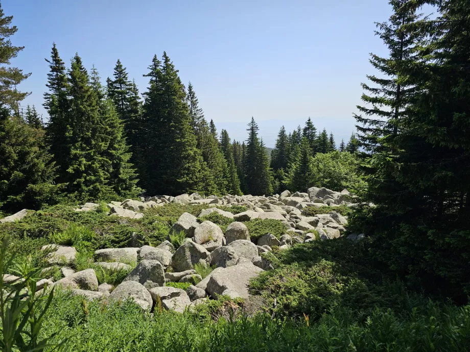 Erdők a Vitosha lejtőin