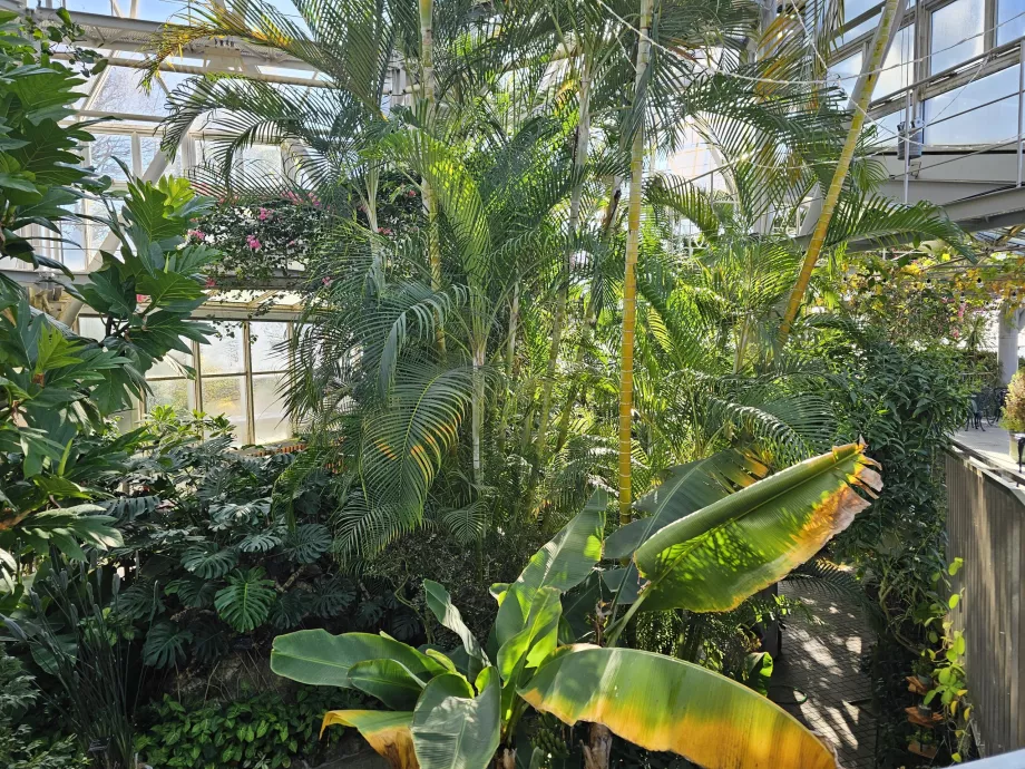 Növényház a Nunobiki Gyógynövénykertben