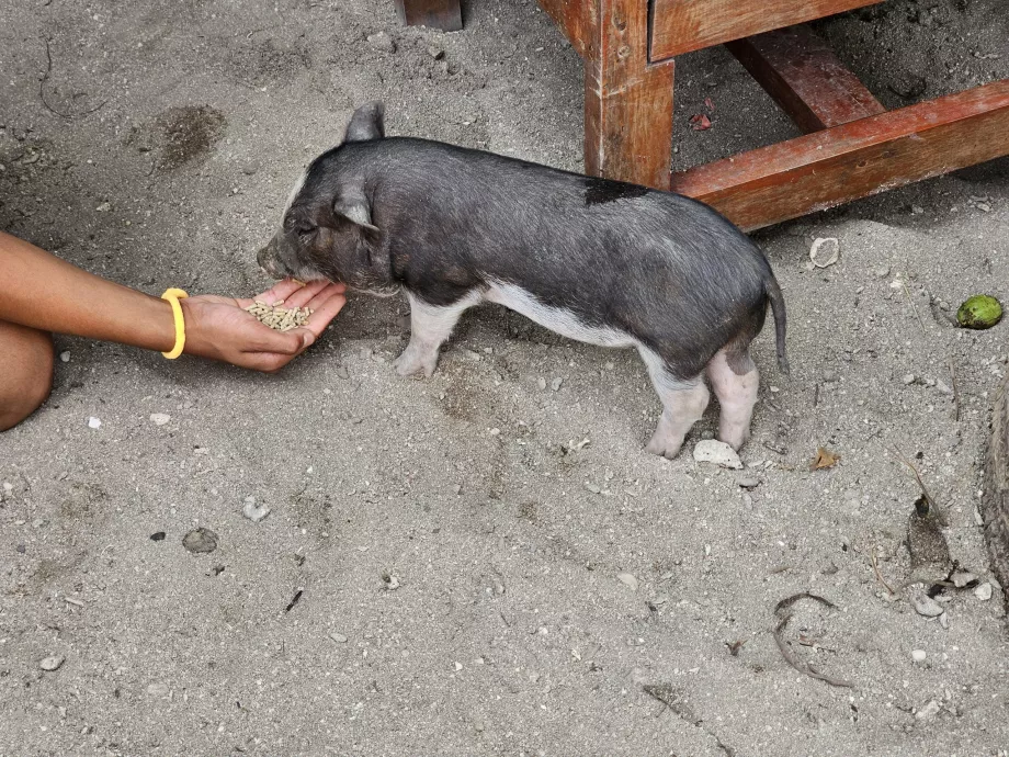 A disznók etetése a Disznószigeten